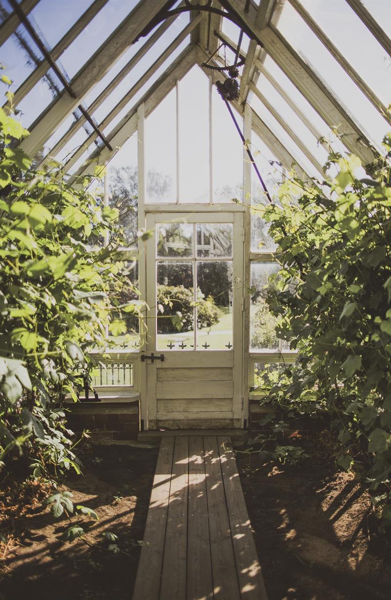 Inni i drivhuset med grønne planter på høyre og venstre side