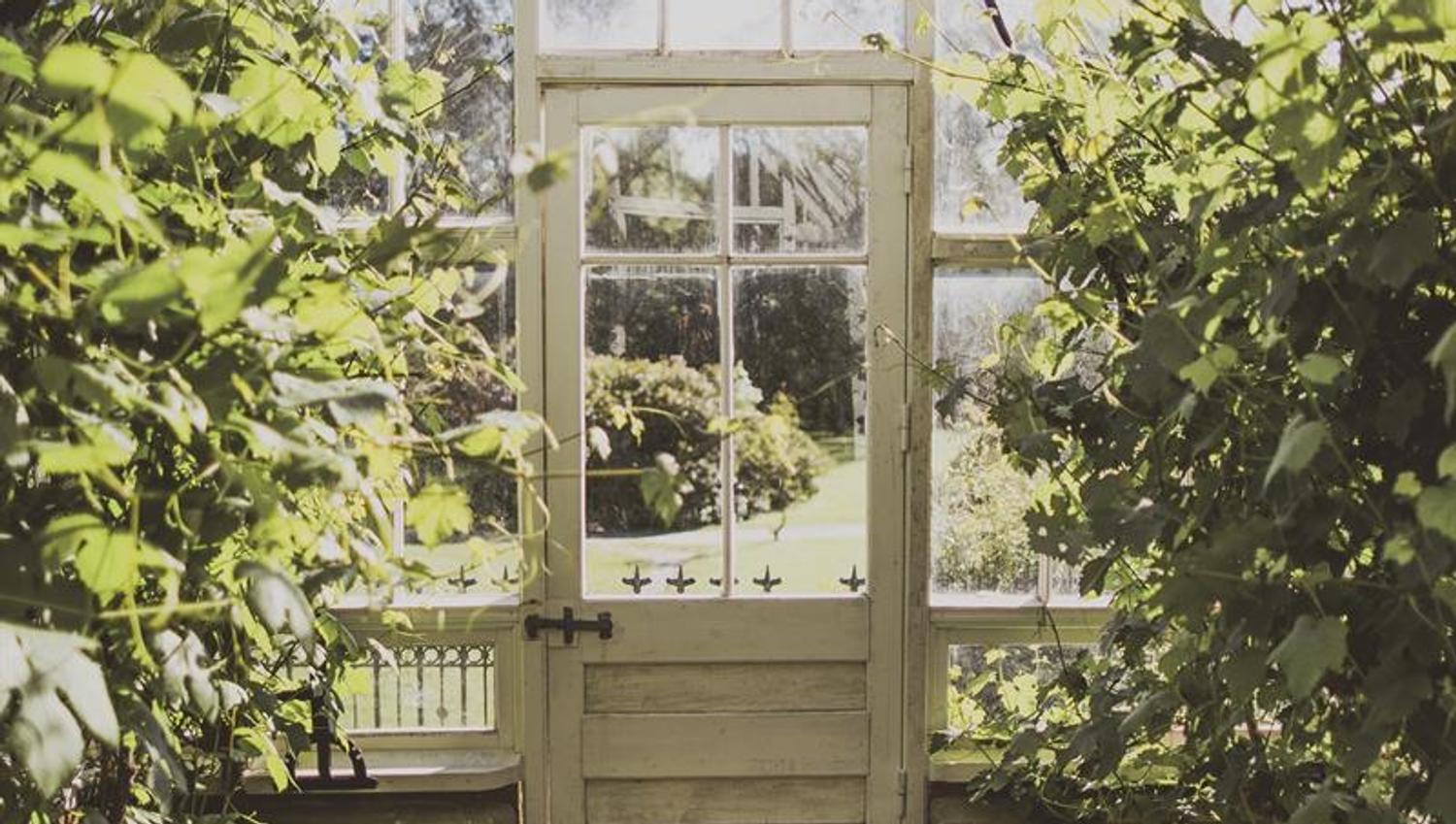 Inni i drivhuset med grønne planter på høyre og venstre side