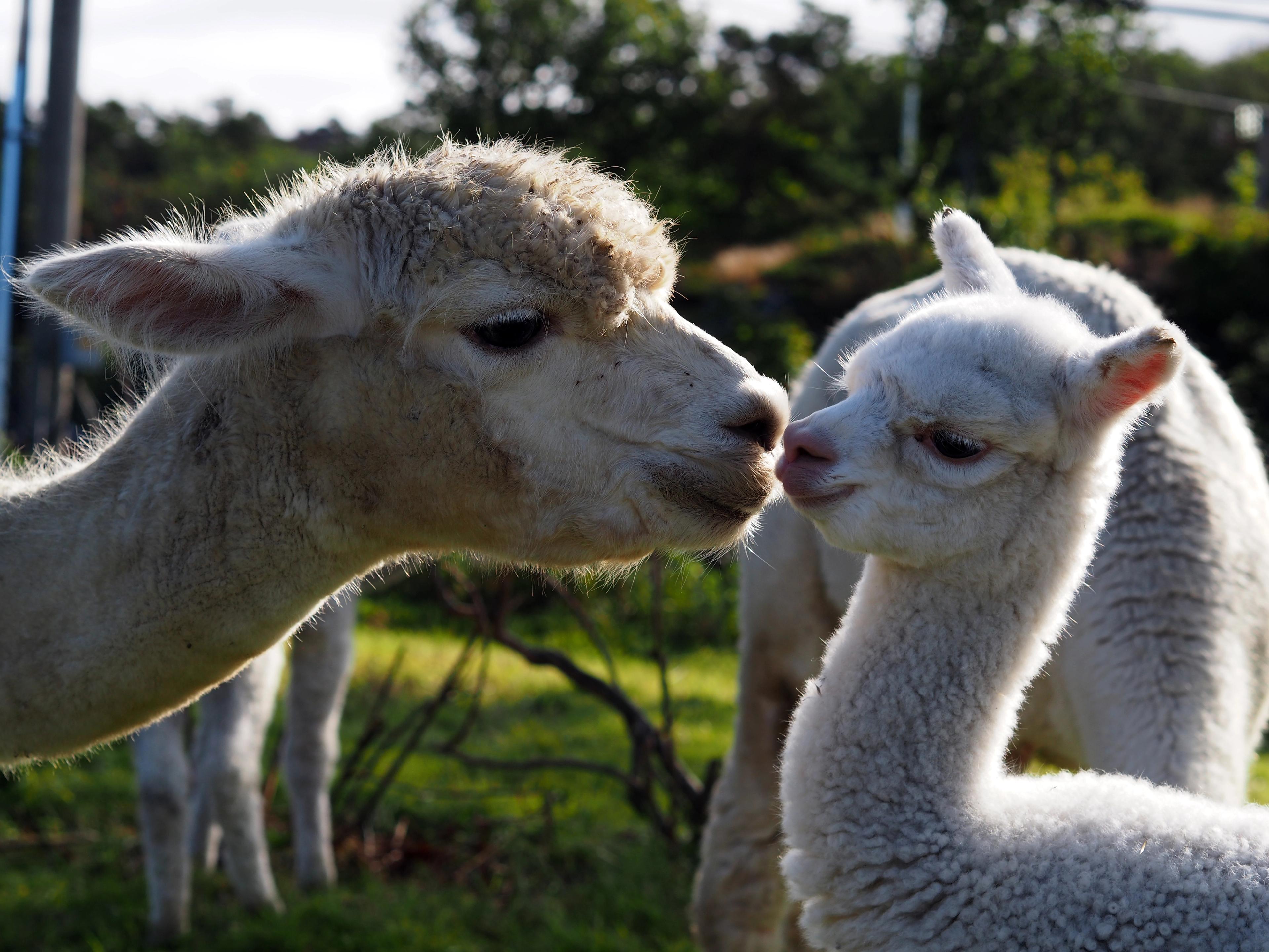 Alpakkatur på Midt-Tjore Gård