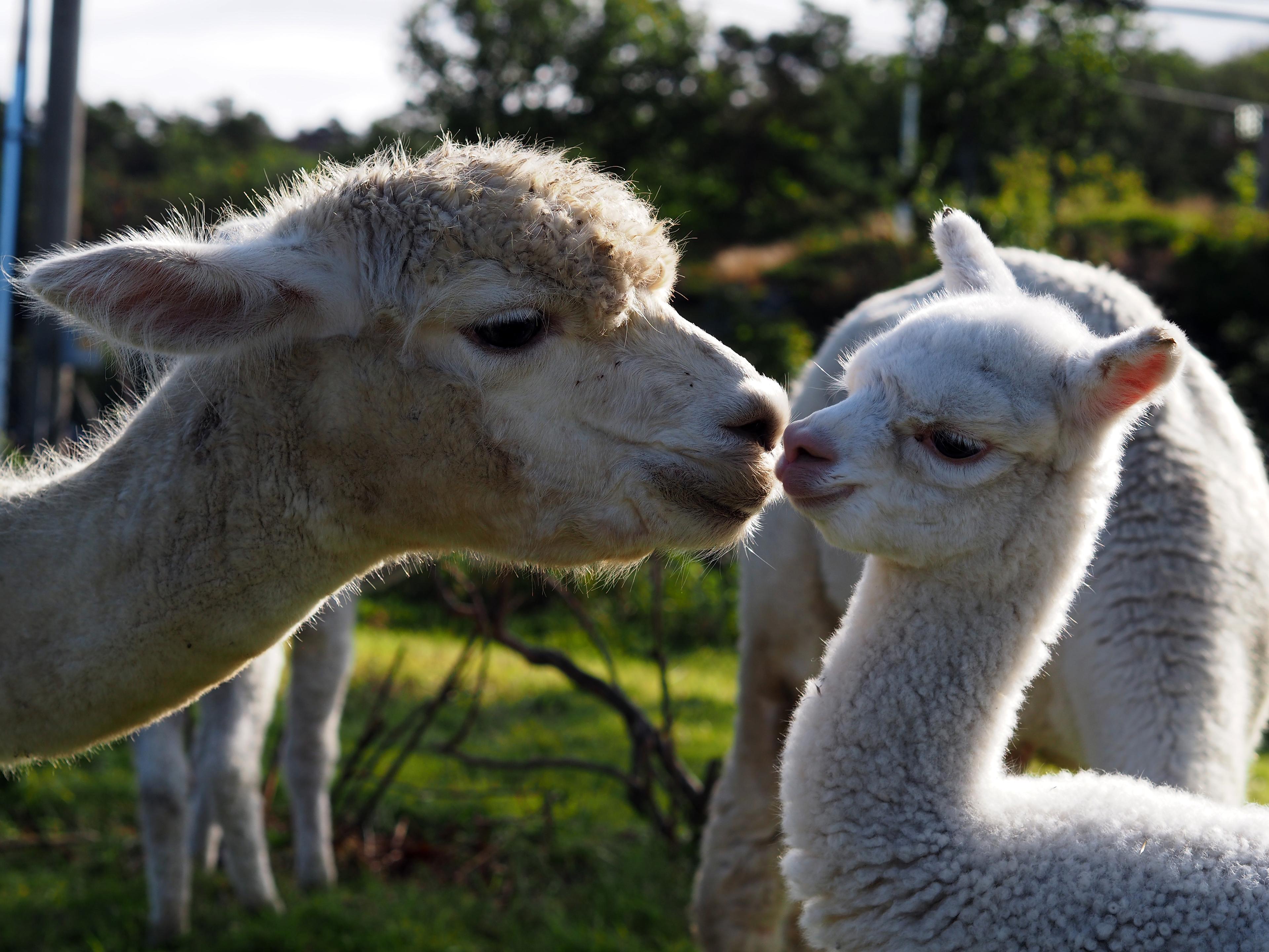 Alpakkatur på Midt-Tjore Gård