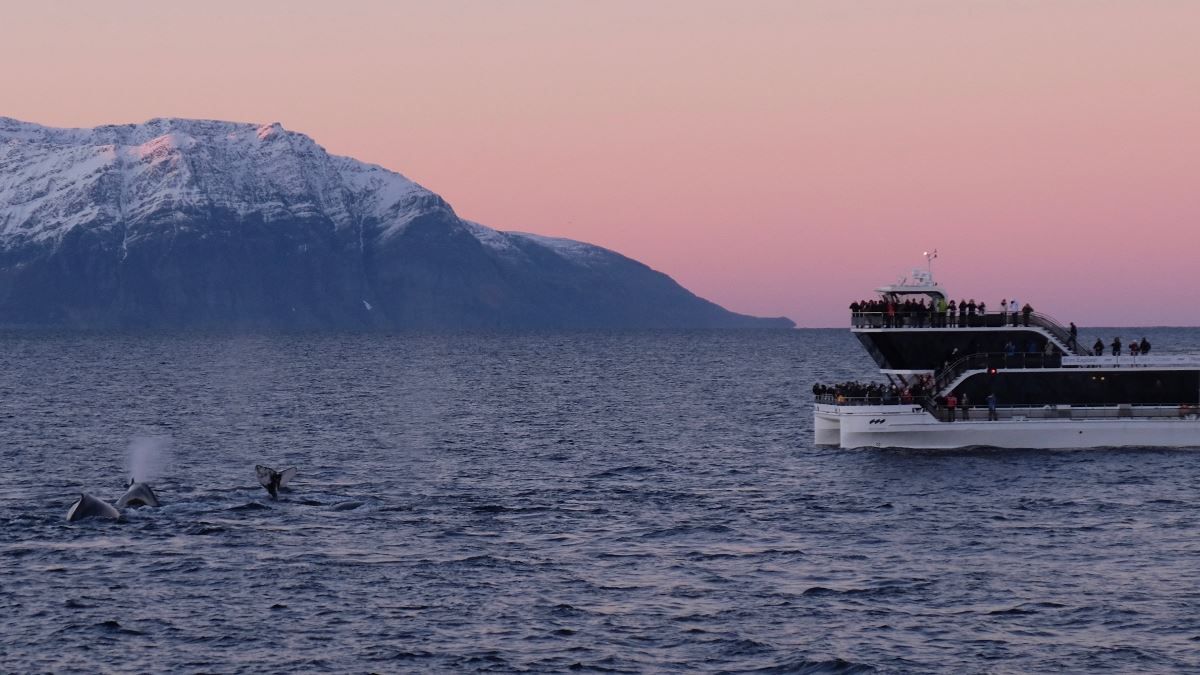 Brim Explorer and whales in Arctic winter colours