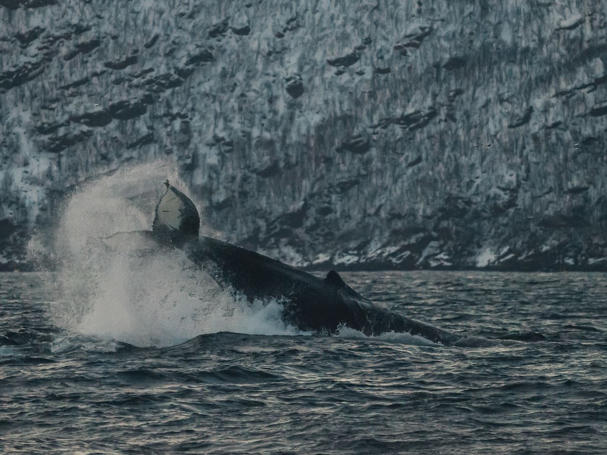 Whale diving outside of Skjervøy north of Tromsø
