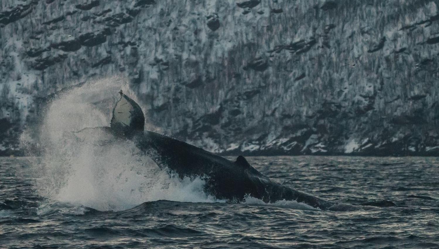 Whale diving outside of Skjervøy north of Tromsø