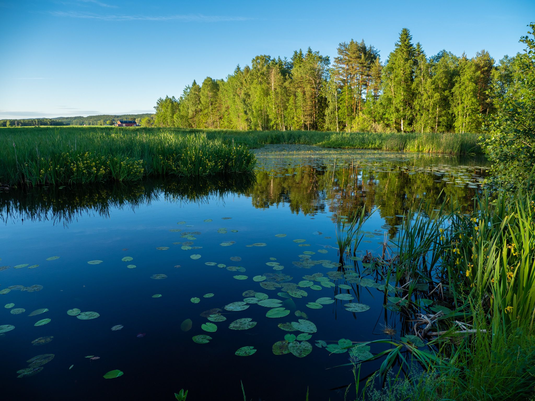 lake with lillypads