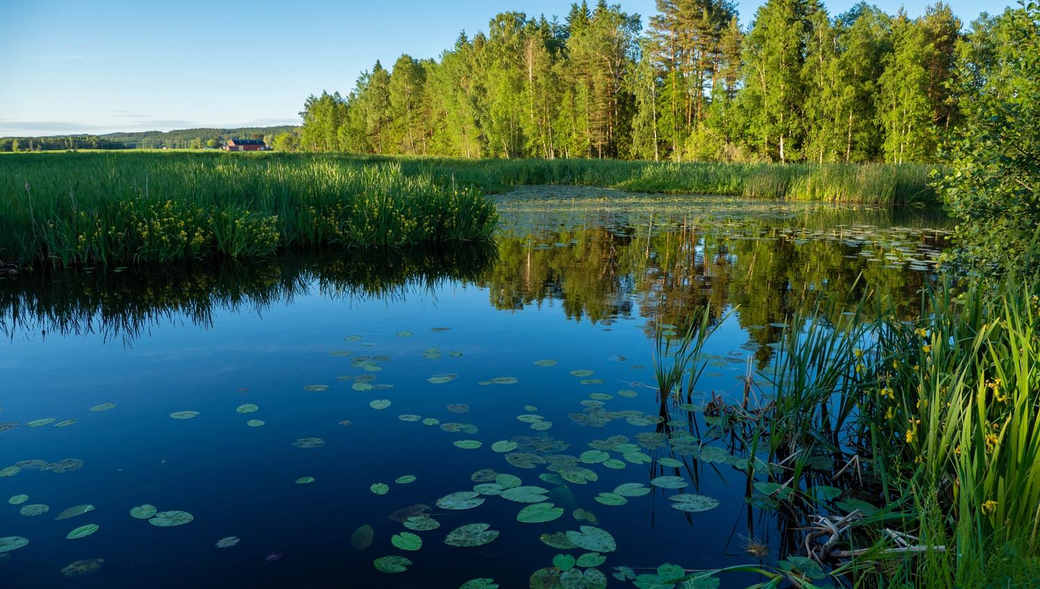 lake with lillypads
