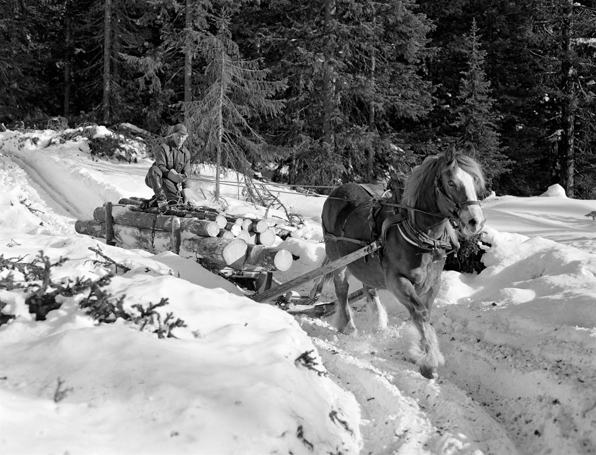 Norsk skogmuseum - Gammelt foto