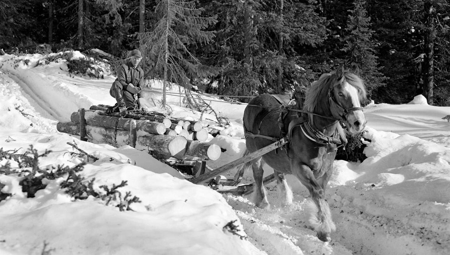 Norsk skogmuseum - Gammelt foto