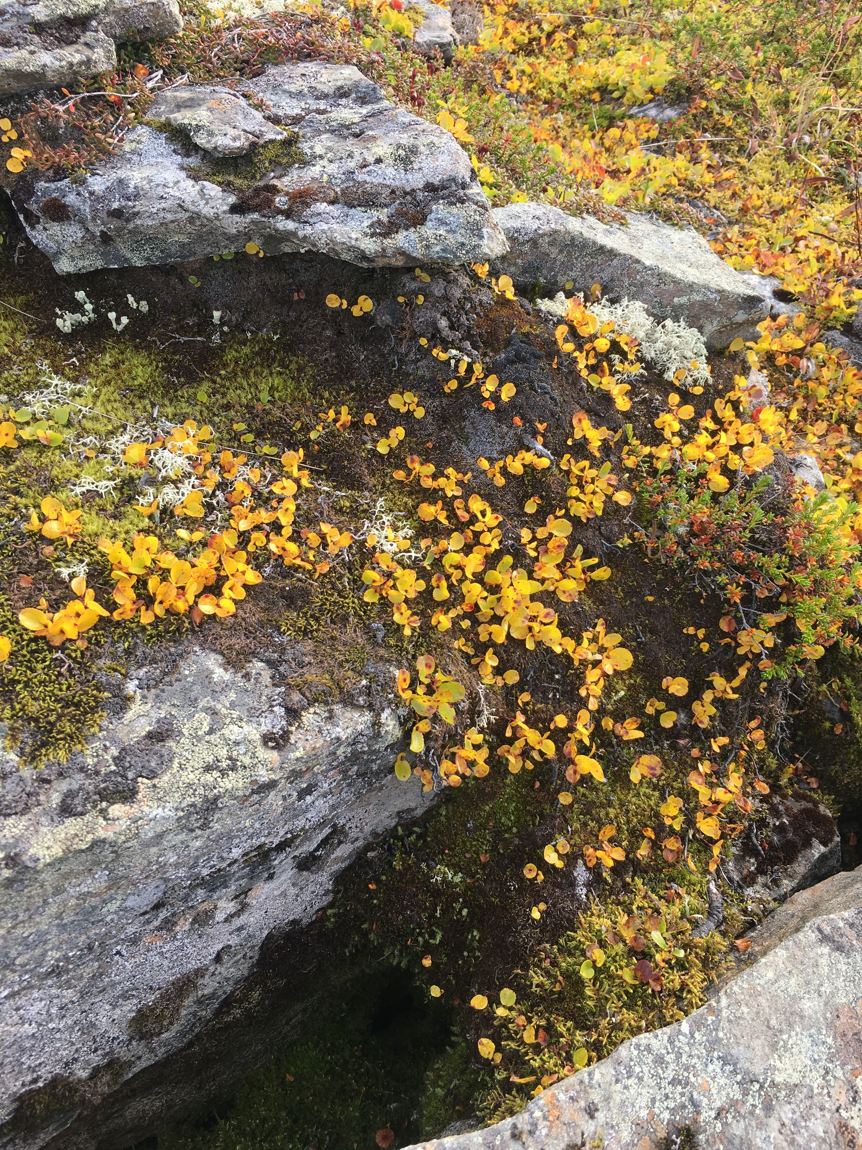 Close-up of alpine vegetation with yellow leaves and moss on Hardangervidda.