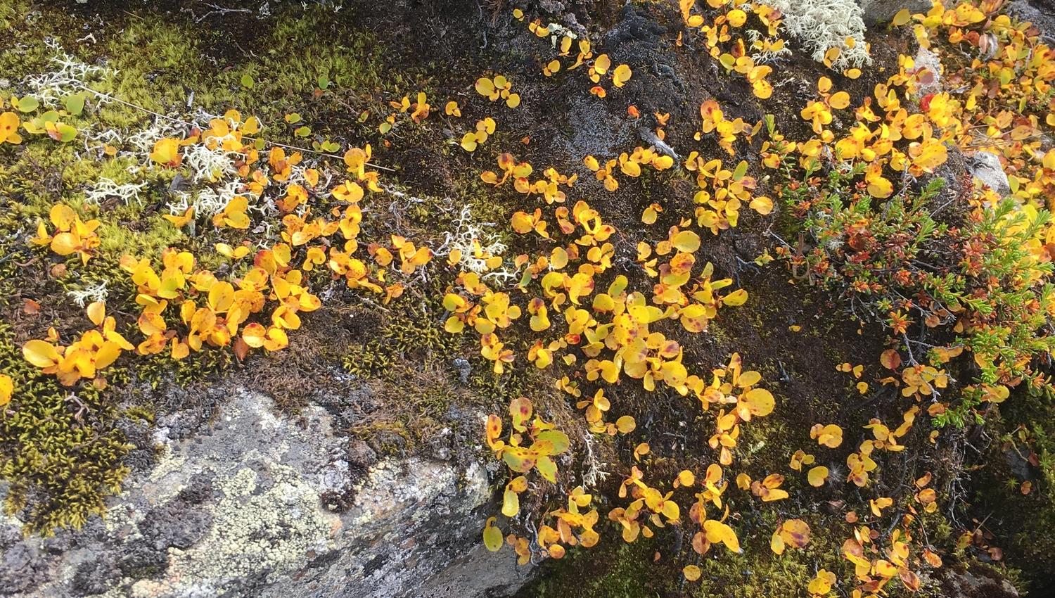 Close-up of alpine vegetation with yellow leaves and moss on Hardangervidda.