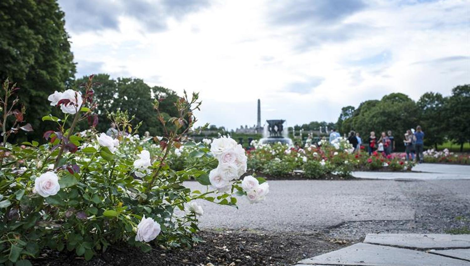 flowers in the flower beds