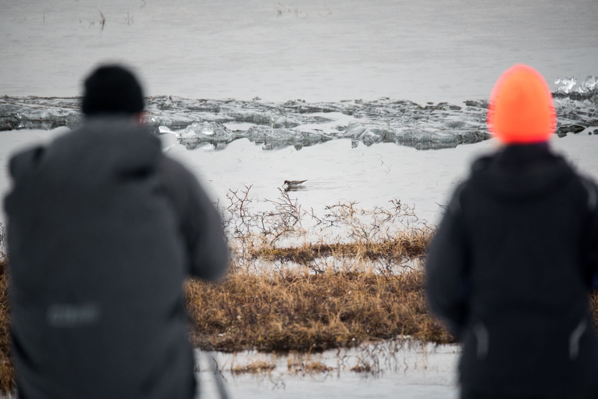 Bird watching with guide