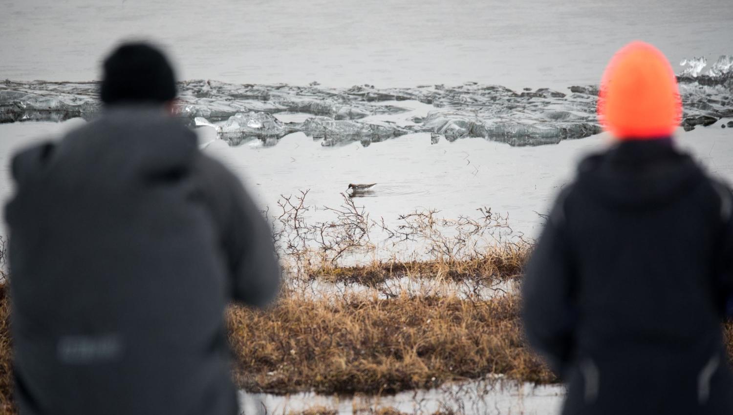 Bird watching with guide