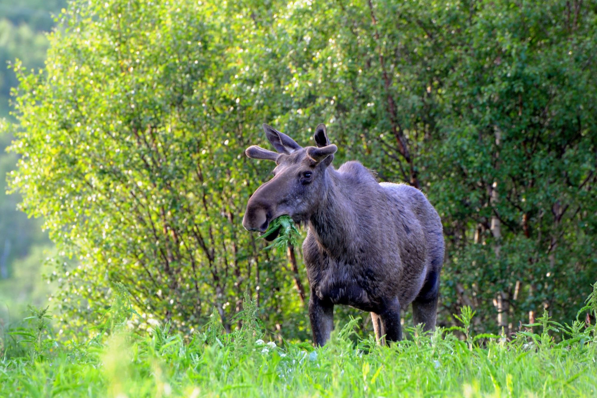 Kvitneset camping