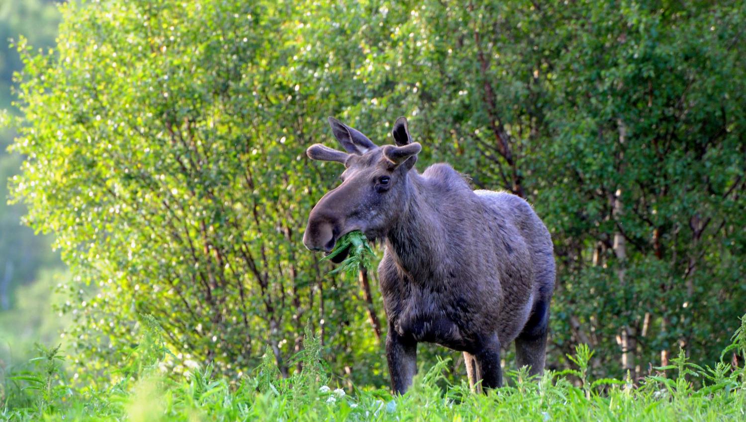Kvitneset camping
