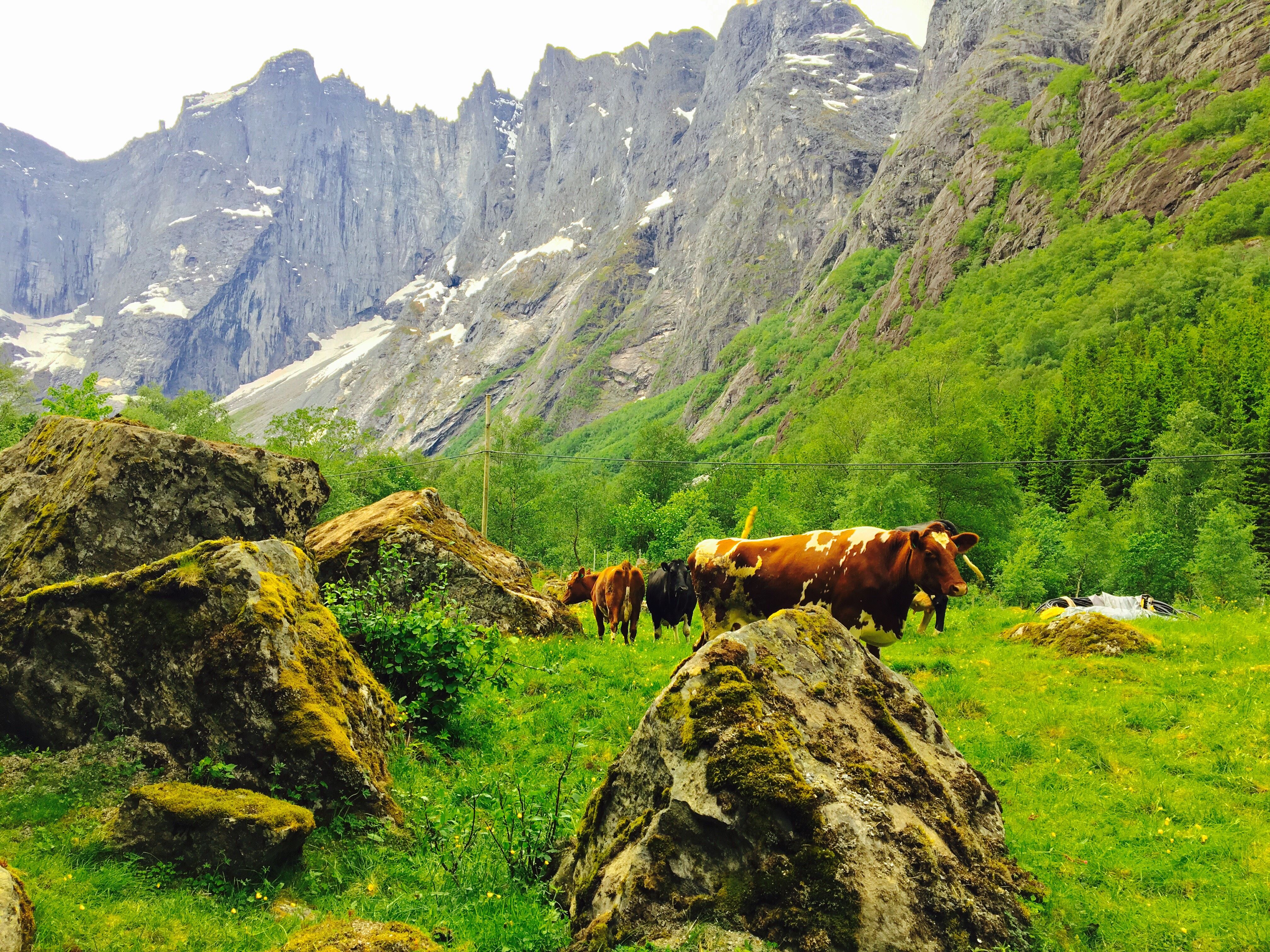 Kyr beiter ved Trollveggen