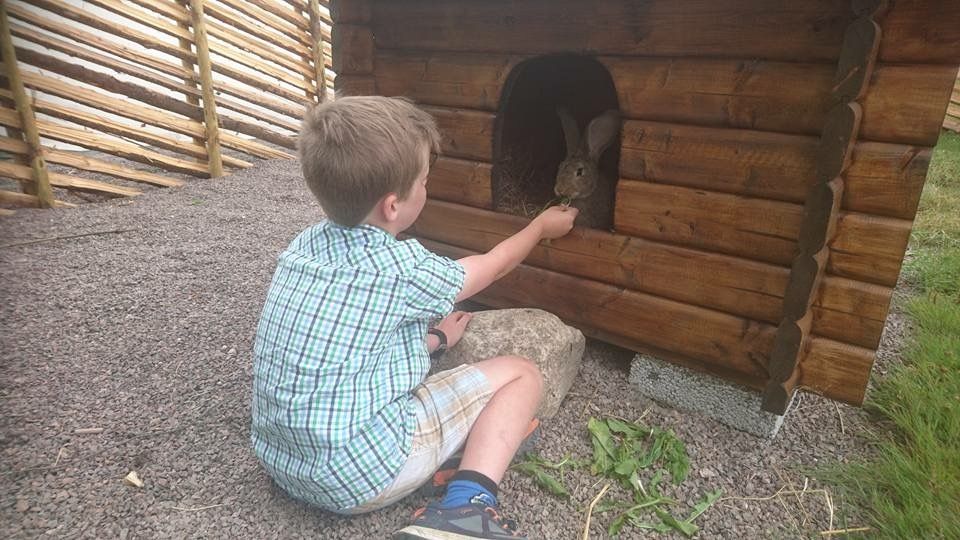 Little boy feeds rabbit
