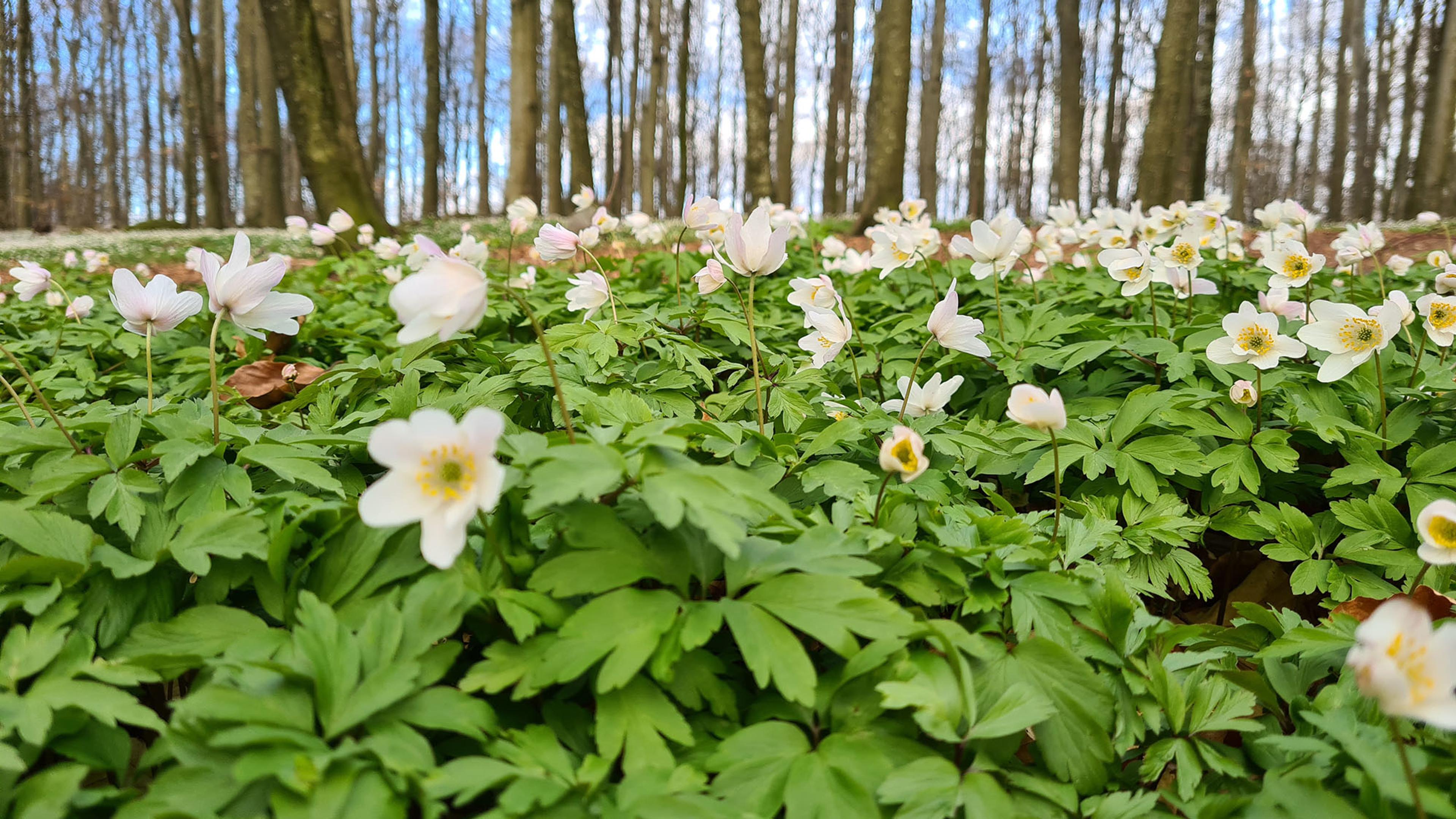 Bøkeskogen hvitveis