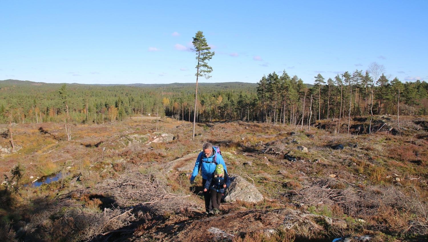 Voksen og barn går over ei hogstflate