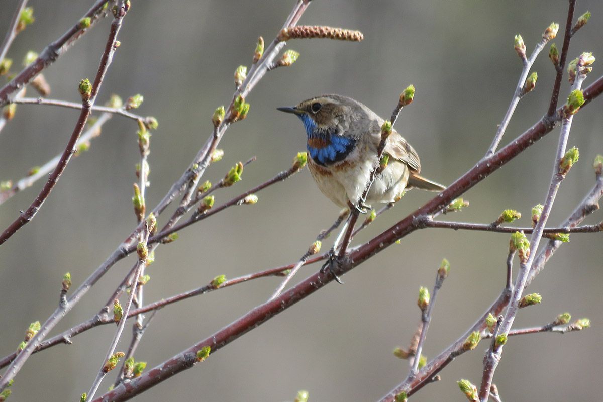 The Bluethroat (Luscinia svecica) breeds in dwarf birch and willow thickets in the mountains. In Scandinavia it's the red-spotted subspecies svecica y
