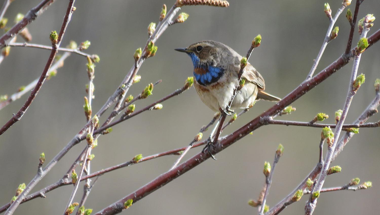The Bluethroat (Luscinia svecica) breeds in dwarf birch and willow thickets in the mountains. In Scandinavia it's the red-spotted subspecies svecica y