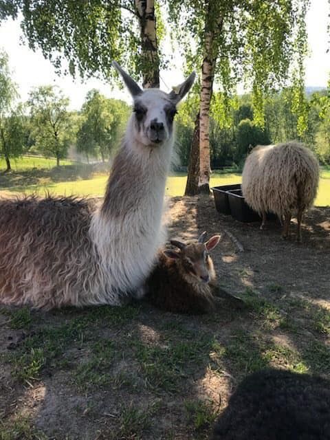 Alpaca and lamb