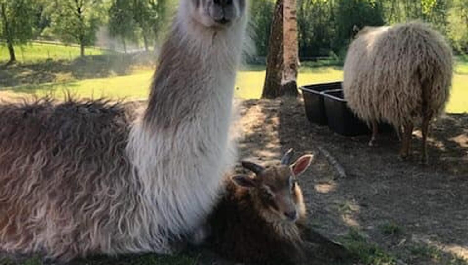 Alpaca and lamb