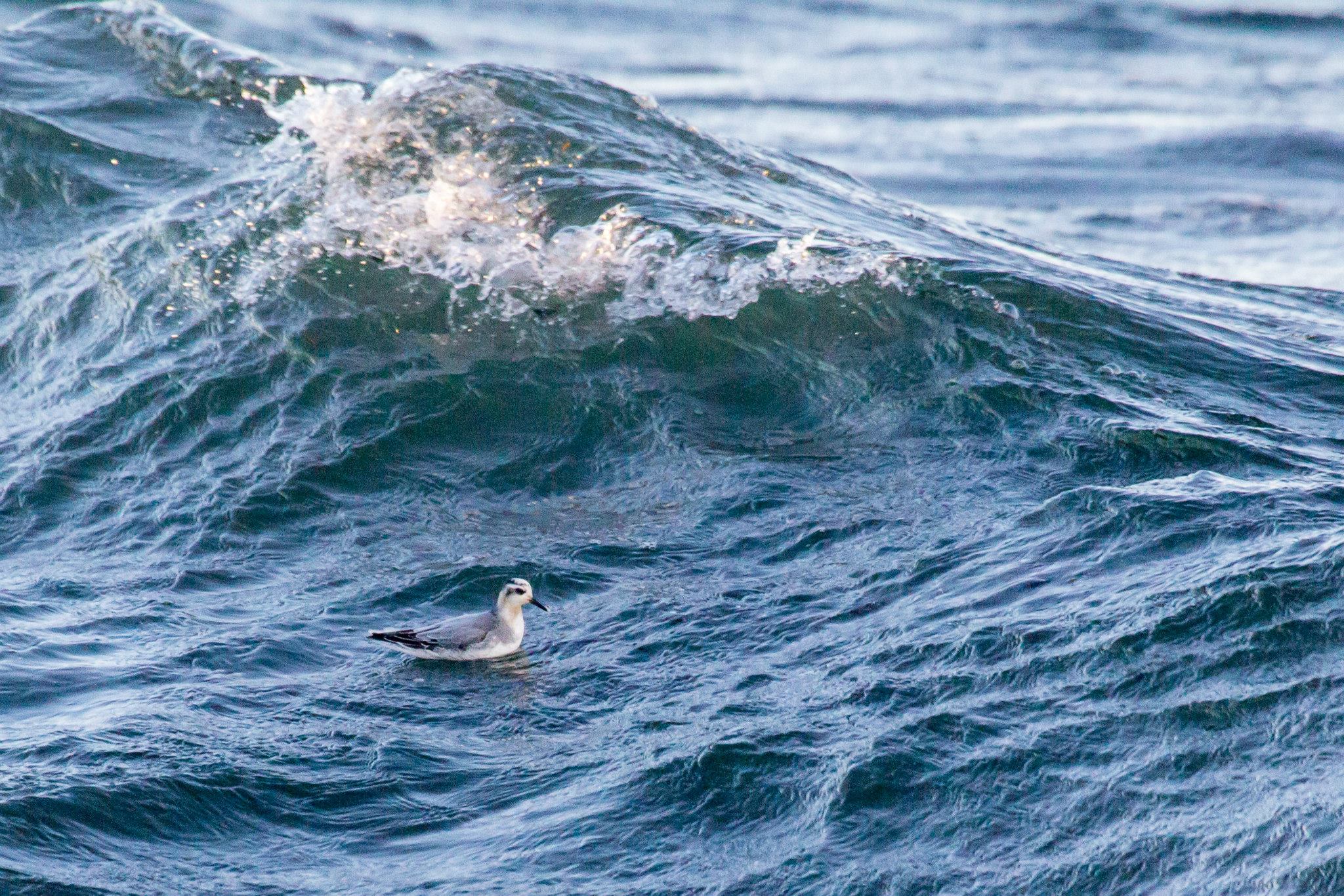 Jomfruland fuglestasjon Polarsvømmesnipe
