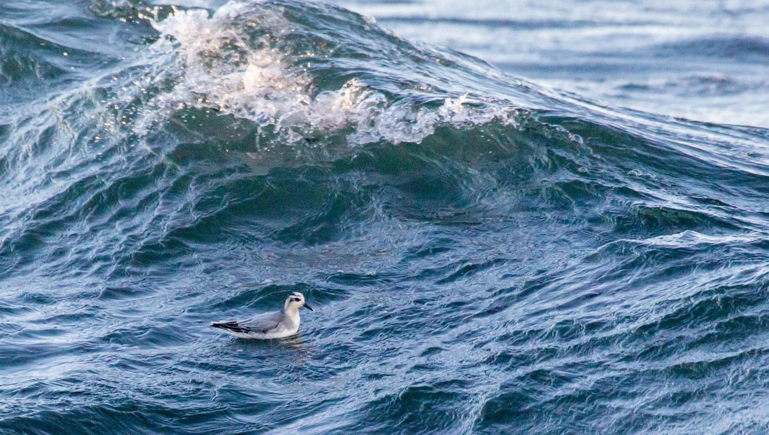 Jomfruland fuglestasjon Polarsvømmesnipe