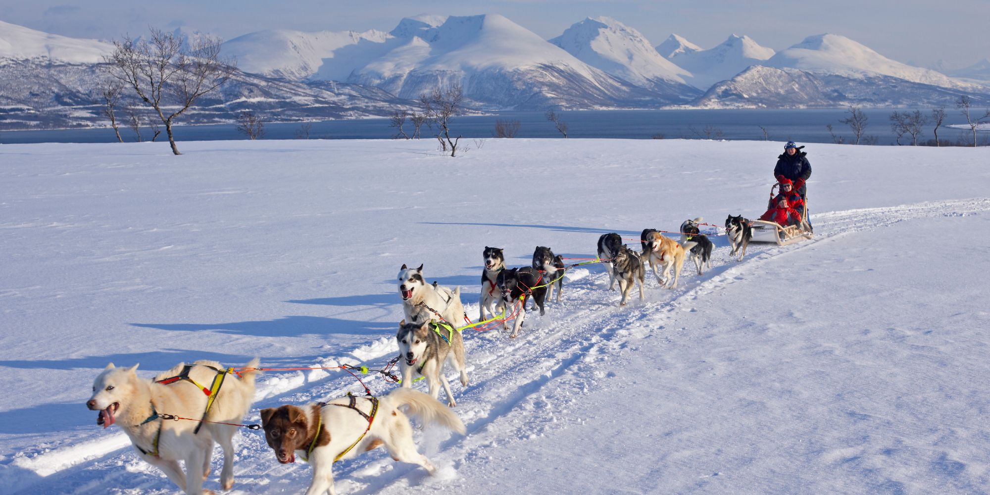 Dog sledding in the winter landscape on Kvaløya