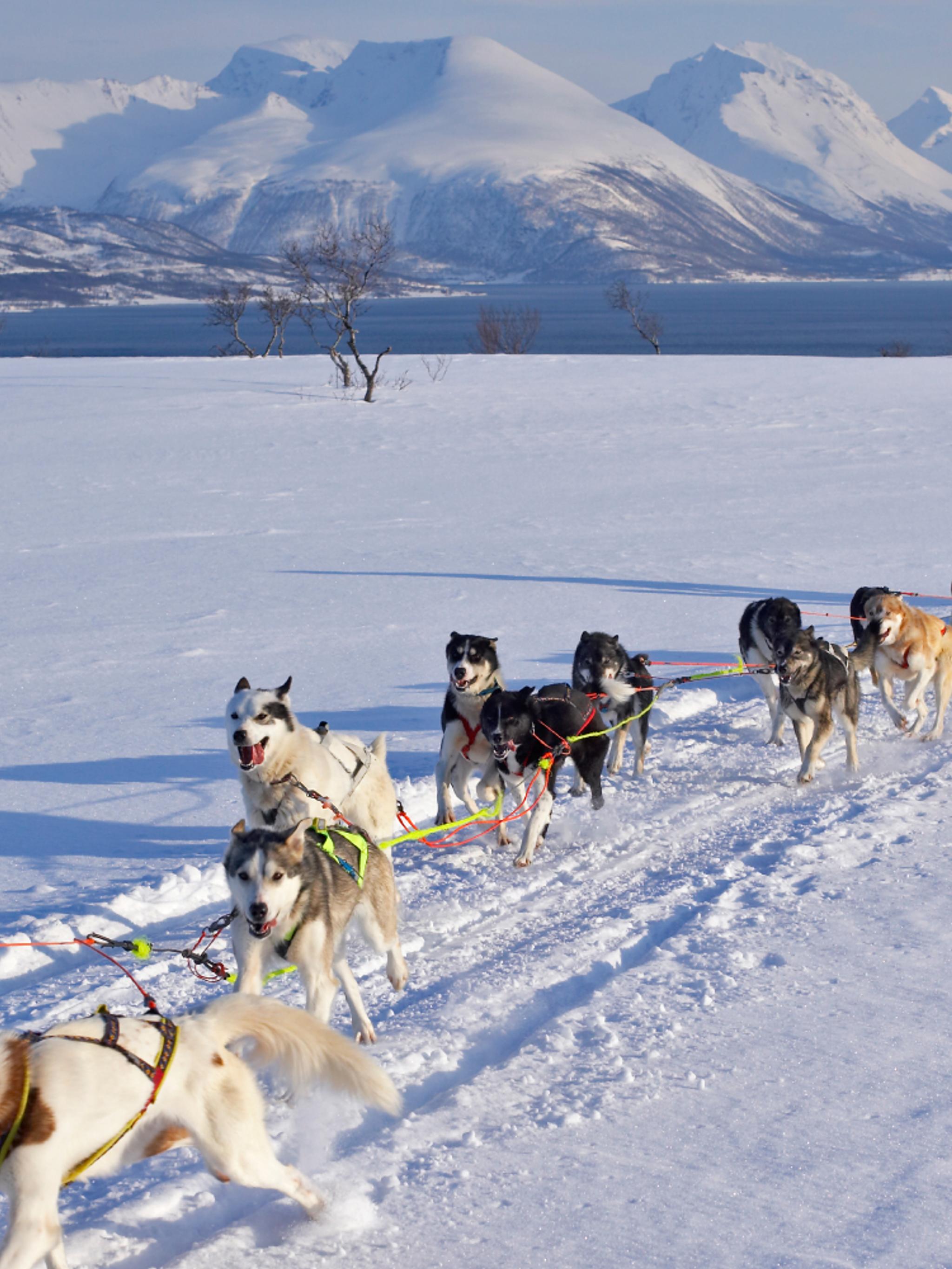 Dog sledding in the winter landscape on Kvaløya