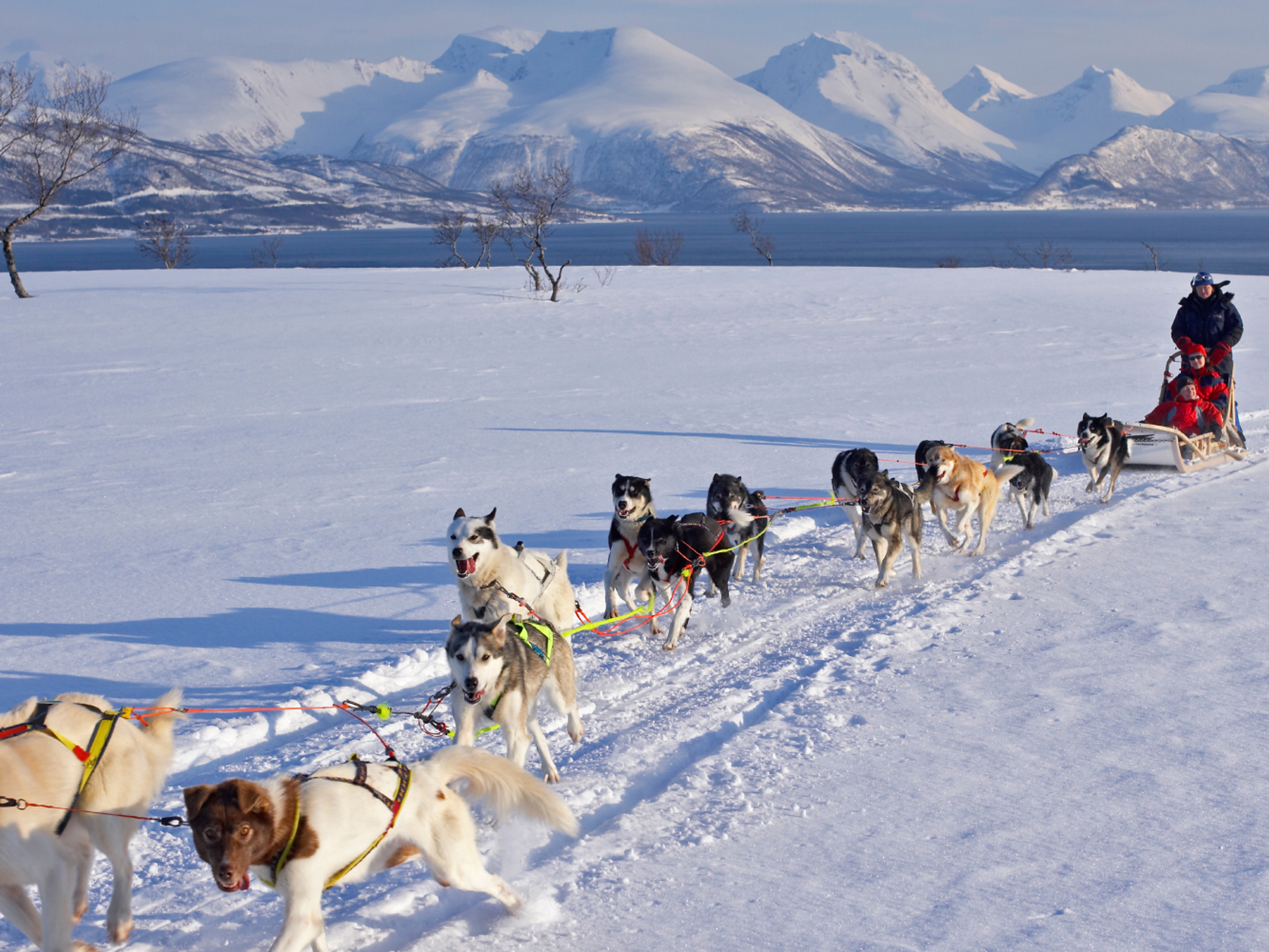 Dog sledding in the winter landscape on Kvaløya