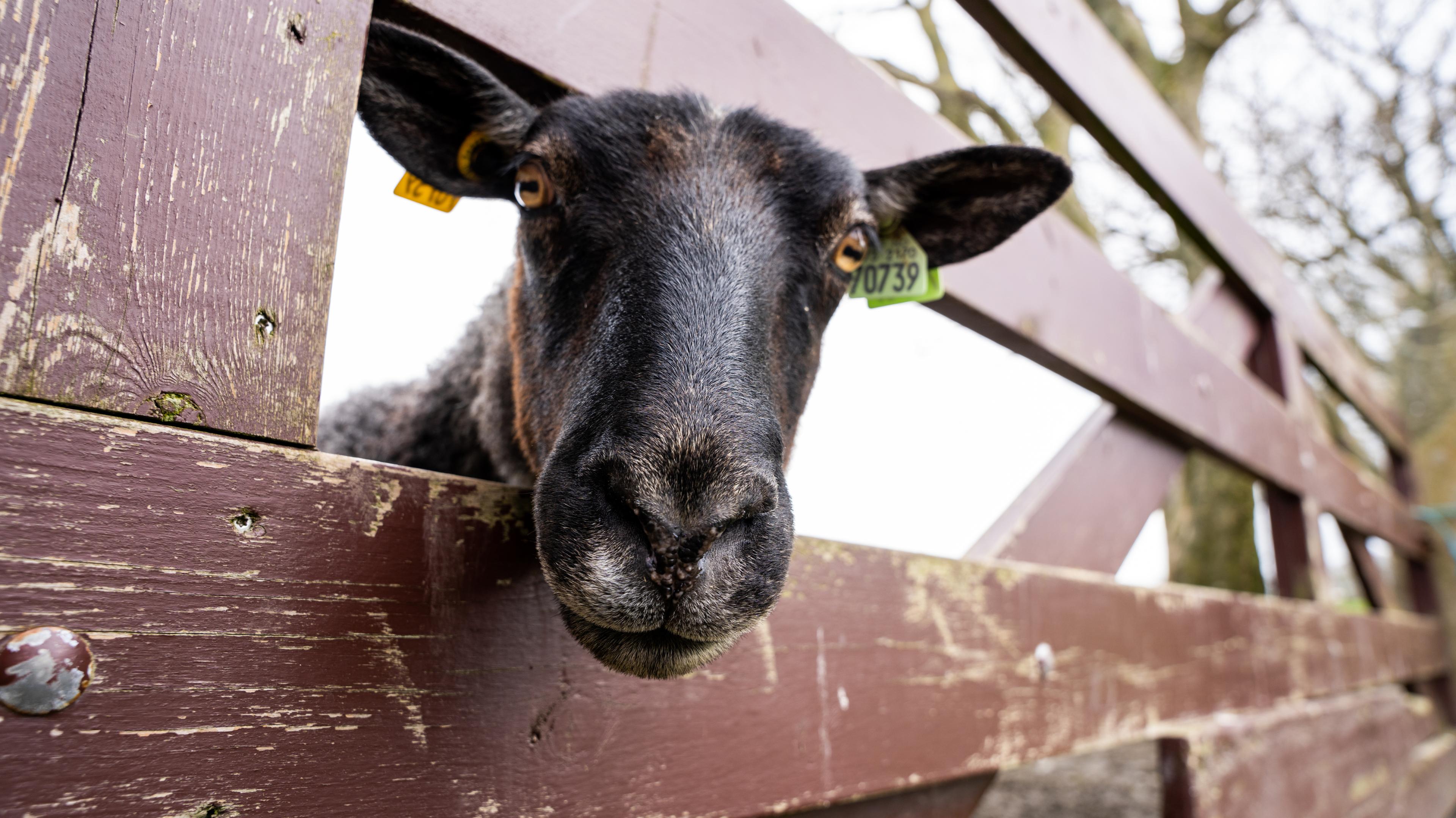 Sheeps at Klostergarden farm in Mosterøy, Fjord Norway.
