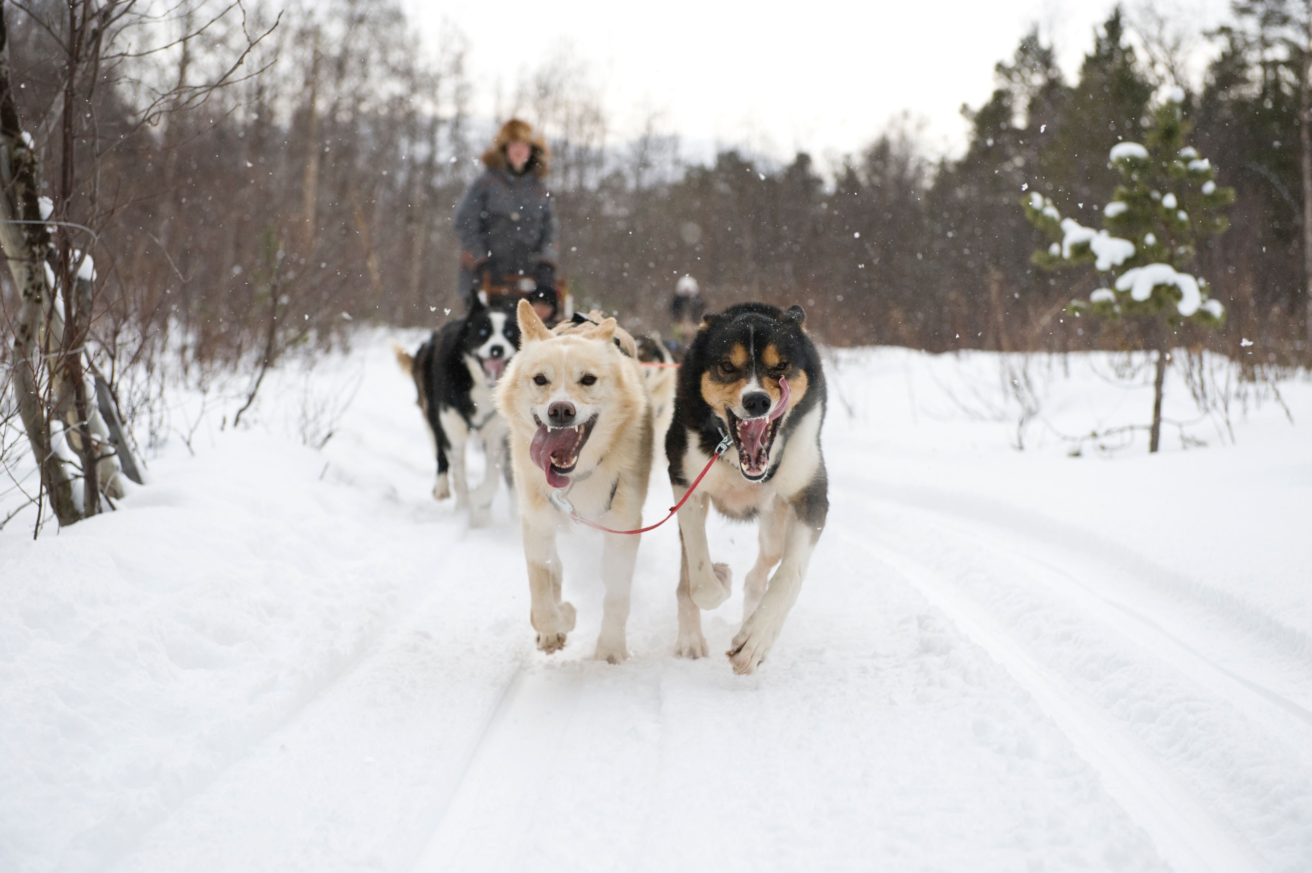 A person going dog sledding in Finnmark, Norway.