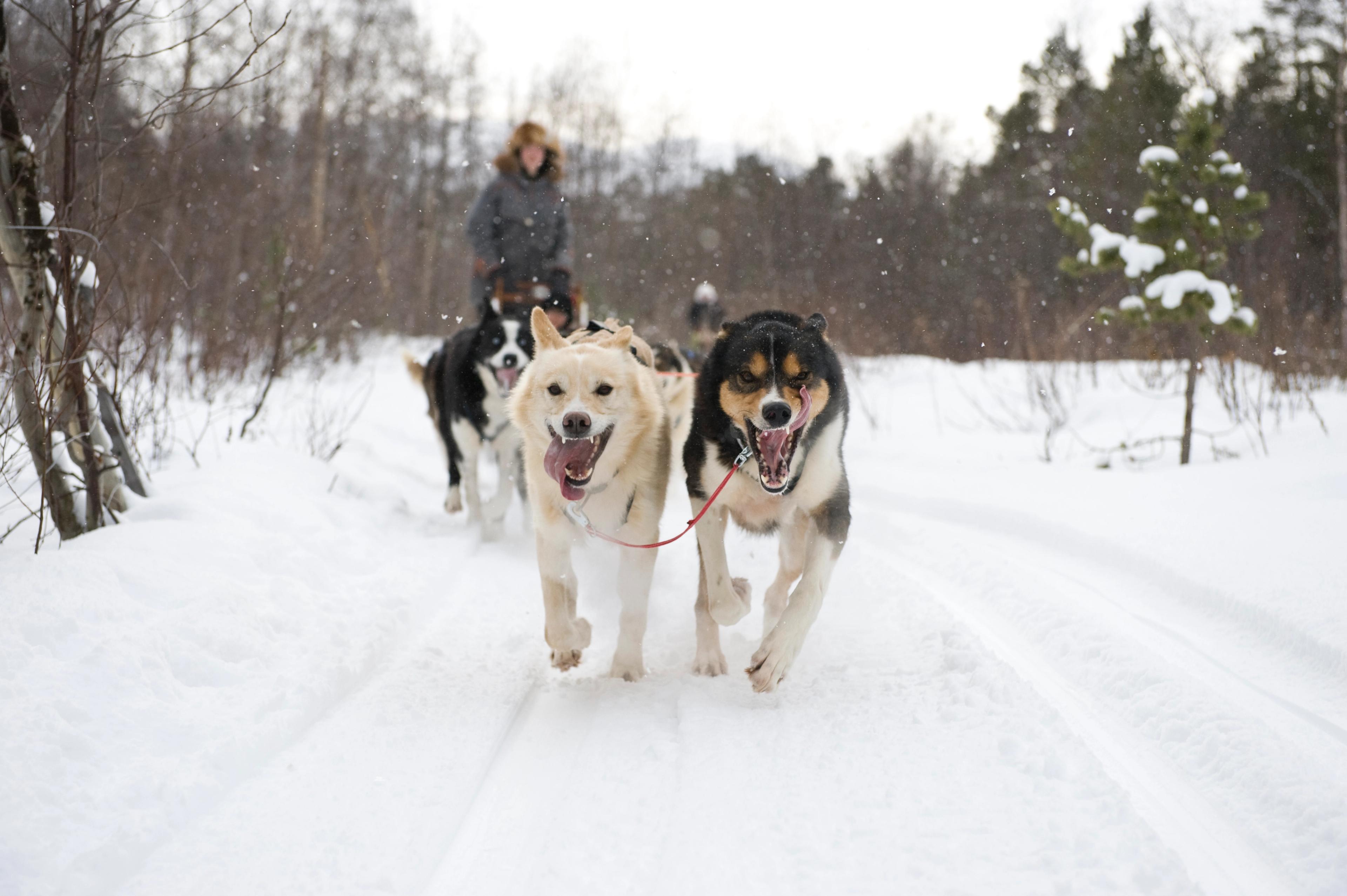 A person going dog sledding in Finnmark, Norway.
