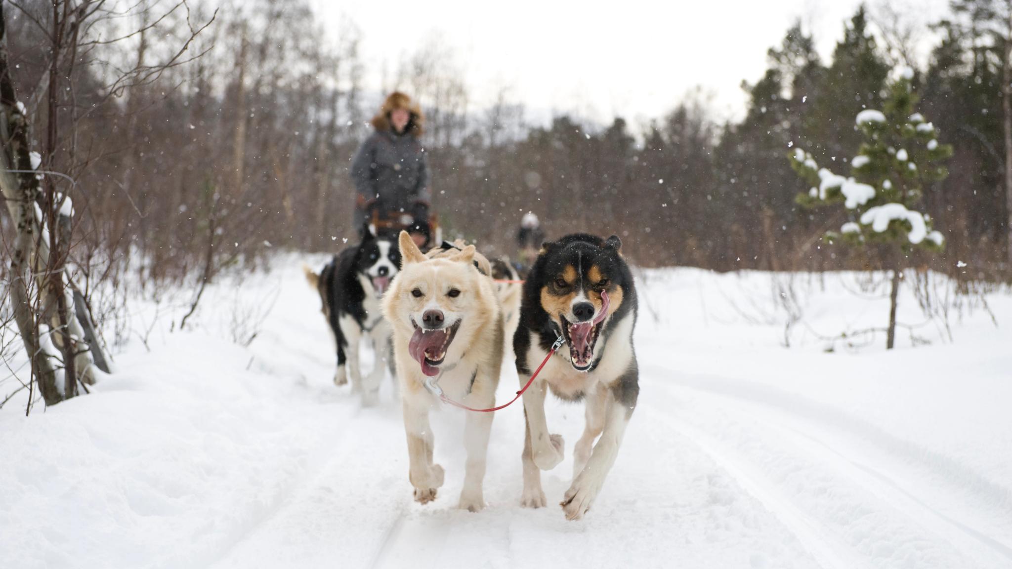 A person going dog sledding in Finnmark, Norway.