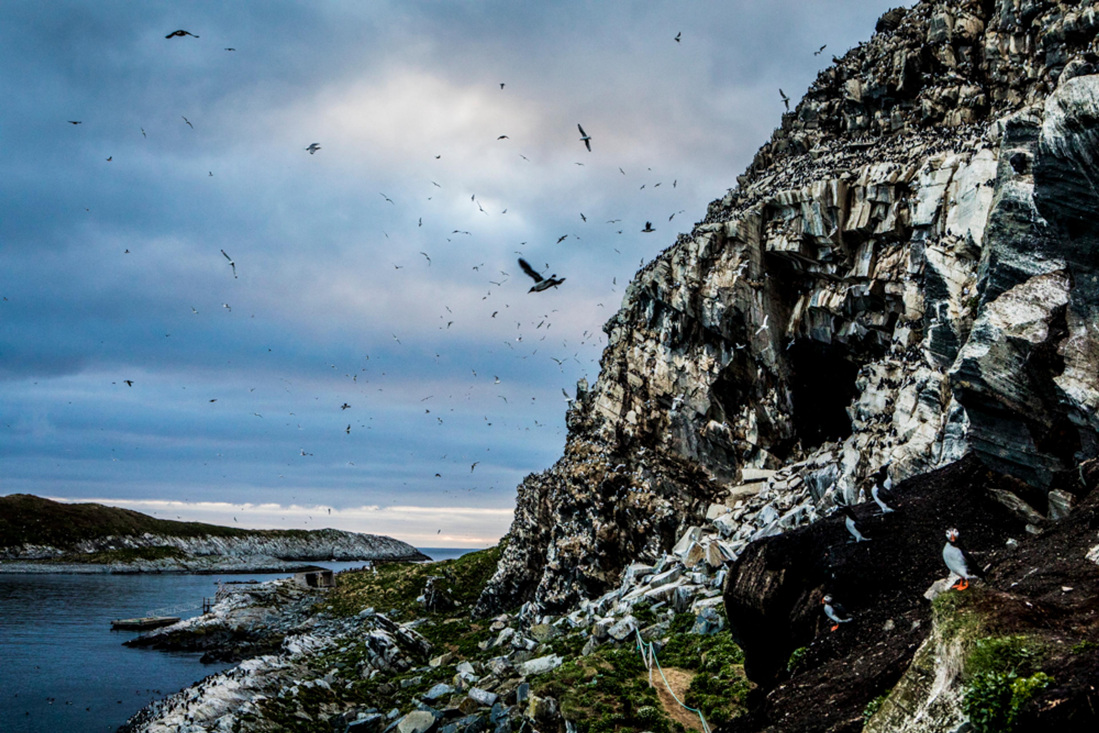 Birdnest at the Hornøya in Varanger
