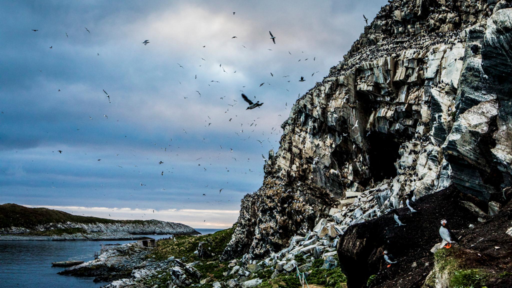 Birdnest at the Hornøya in Varanger