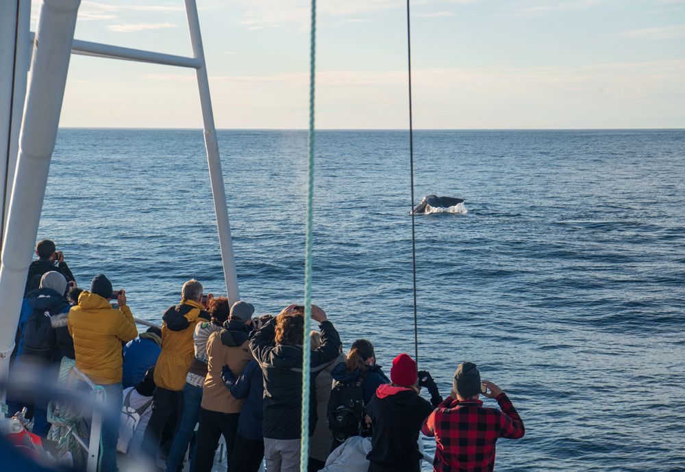Tourists watching a whale