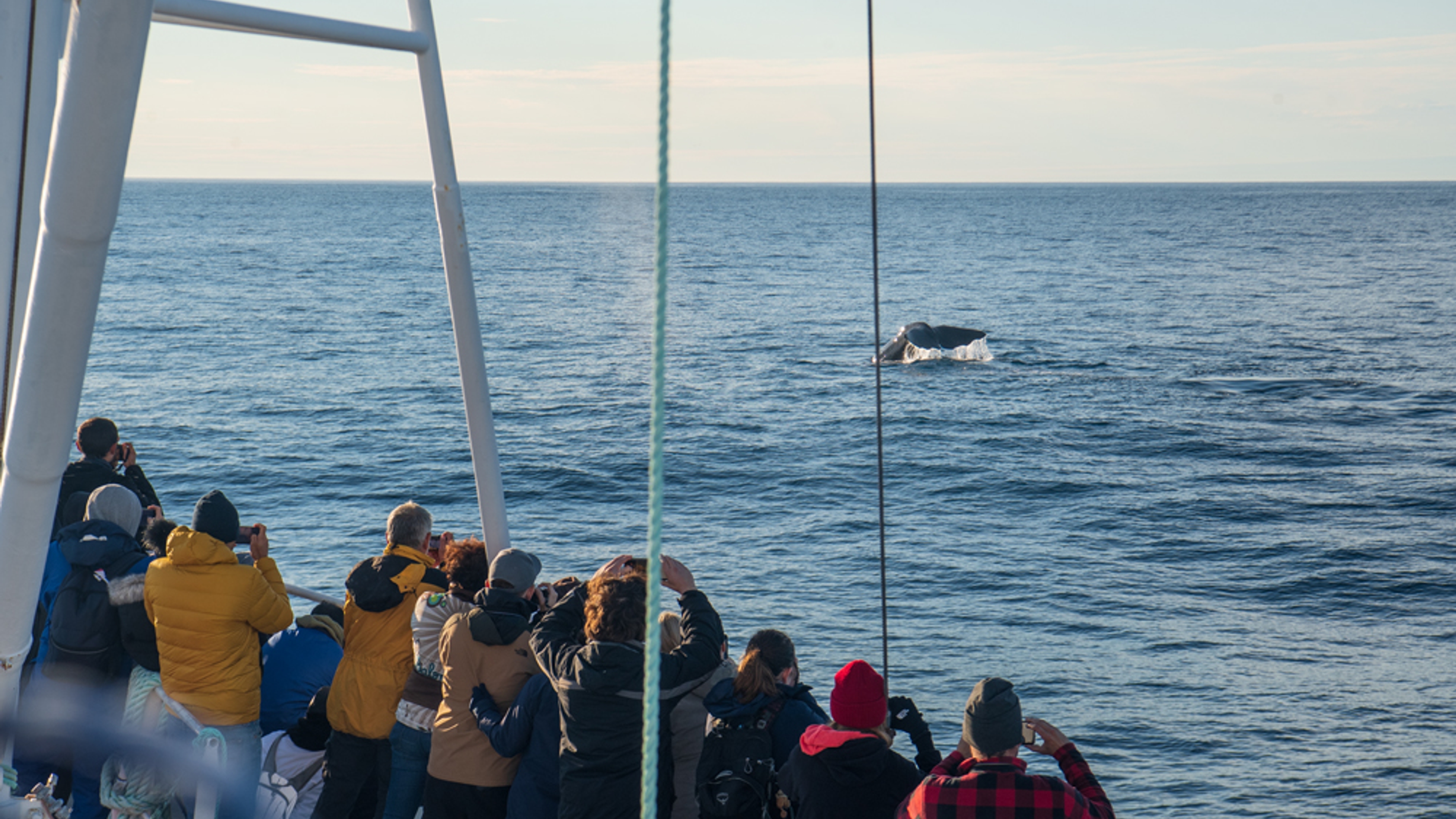 Tourists watching a whale