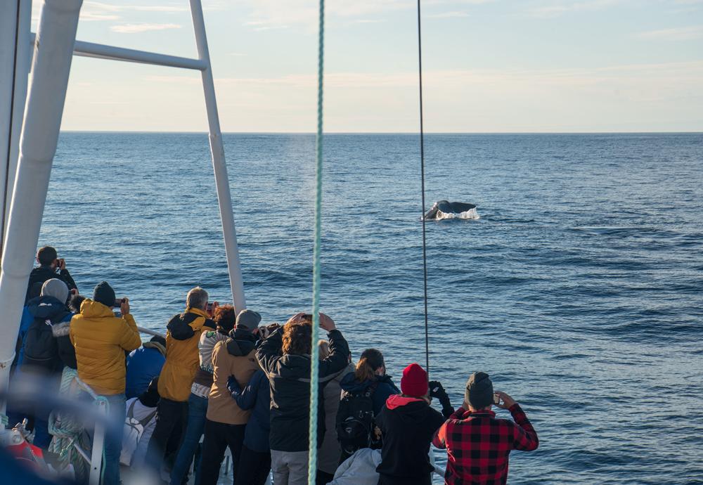 Tourists watching a whale