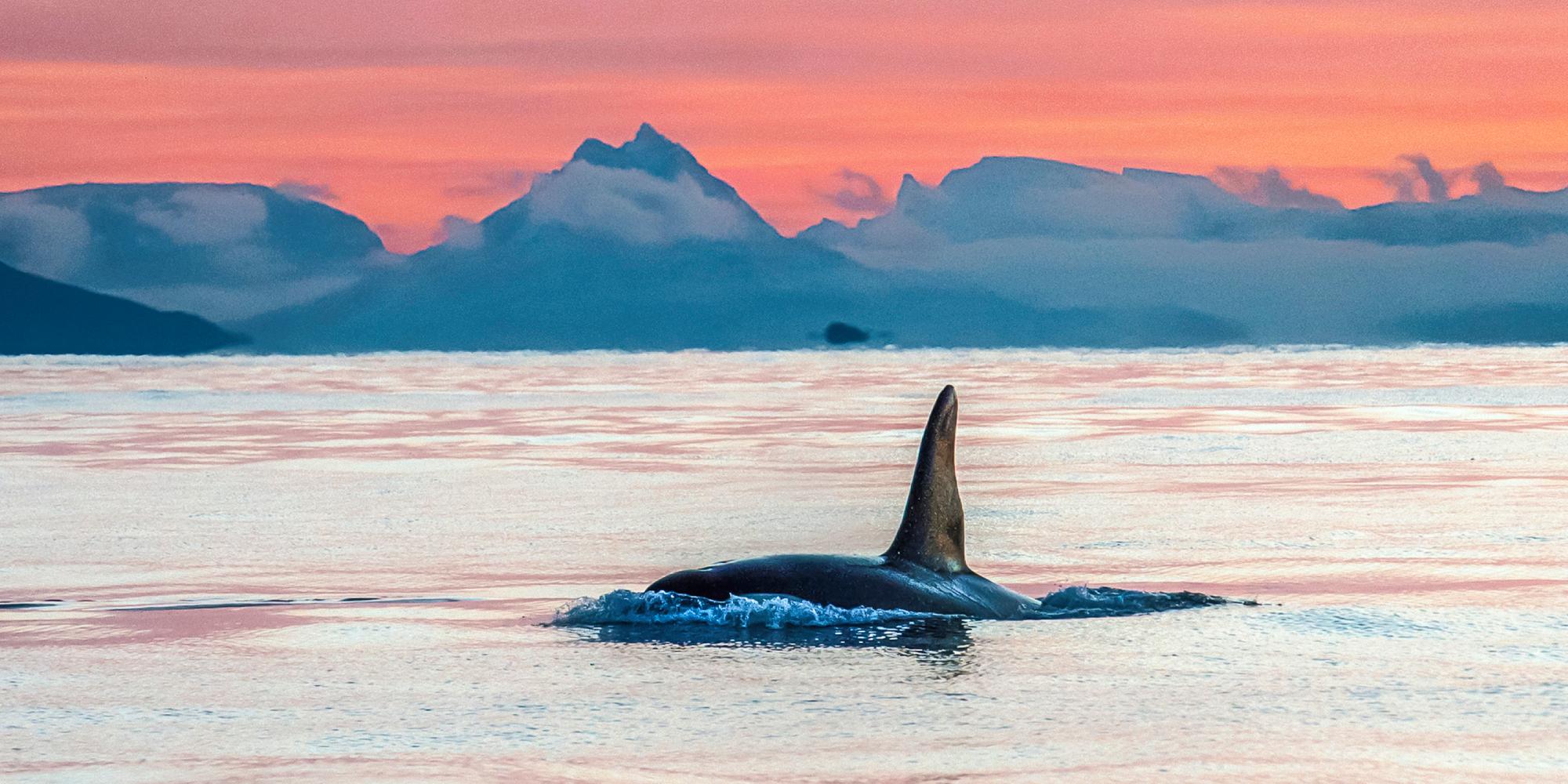 Whale safari in Vesterålen, Northern Norway