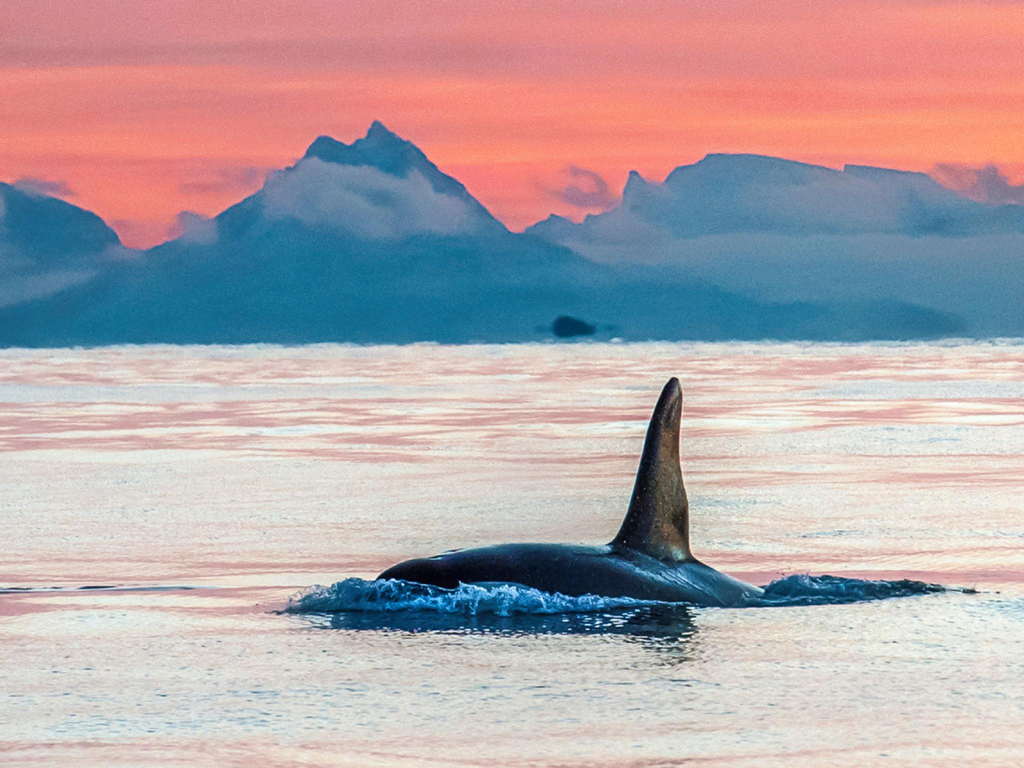 Whale safari in Vesterålen, Northern Norway