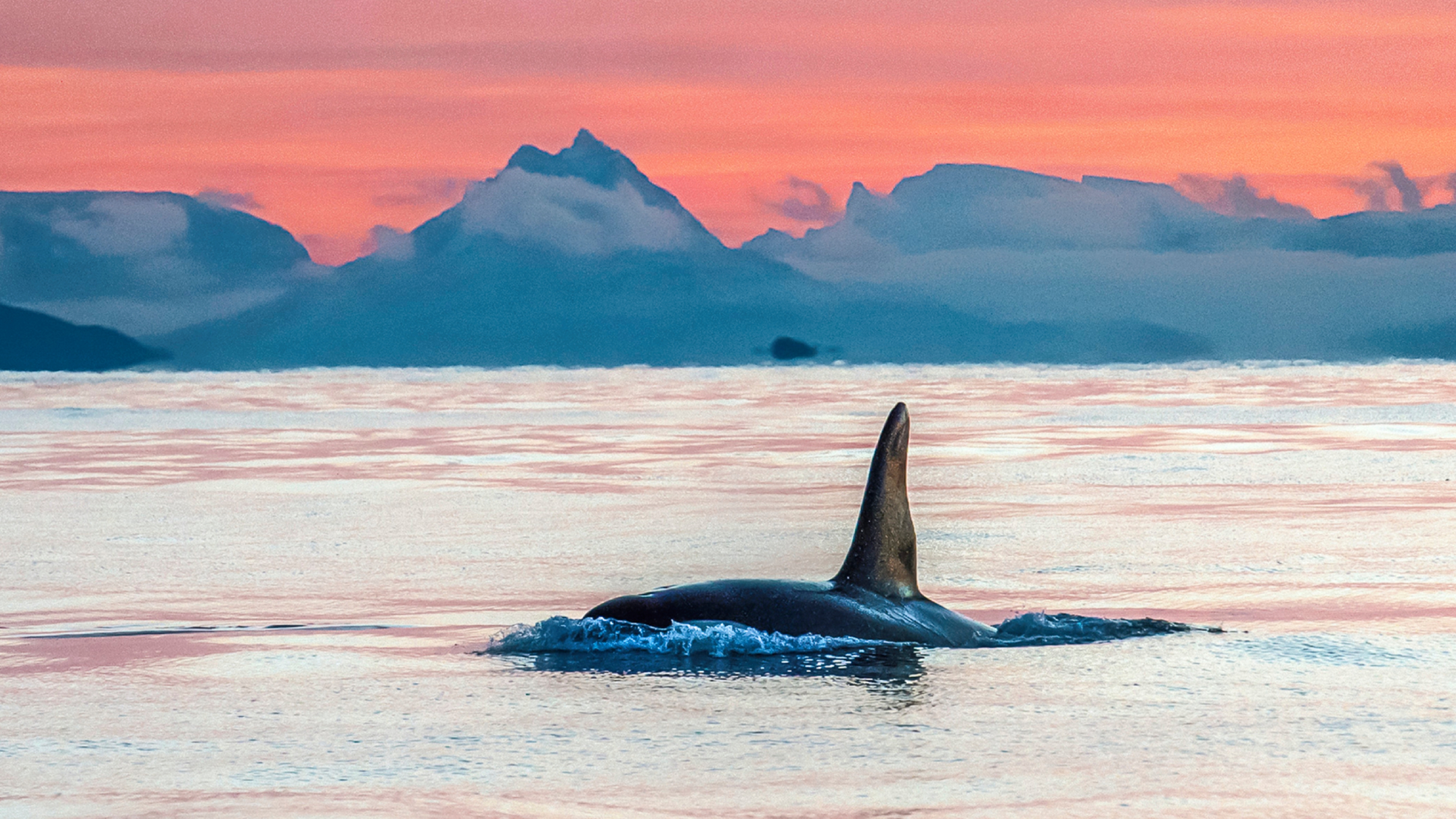 Whale safari in Vesterålen, Northern Norway