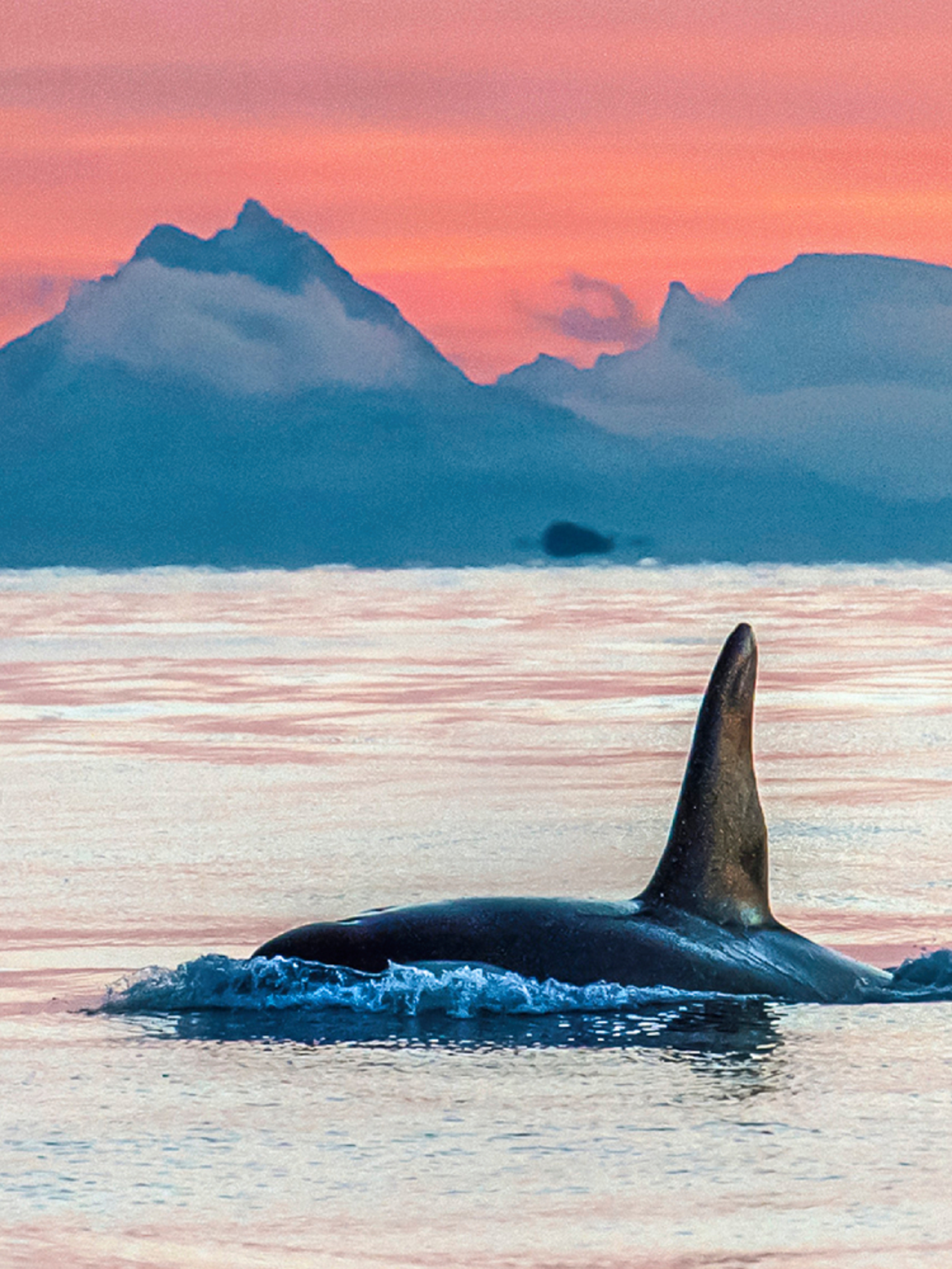 Whale safari in Vesterålen, Northern Norway