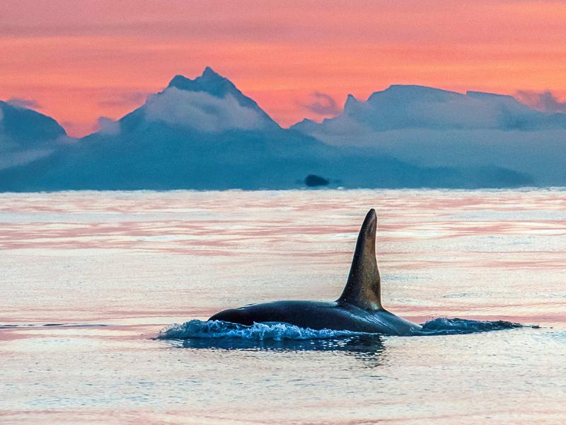 Whale safari in Vesterålen, Northern Norway