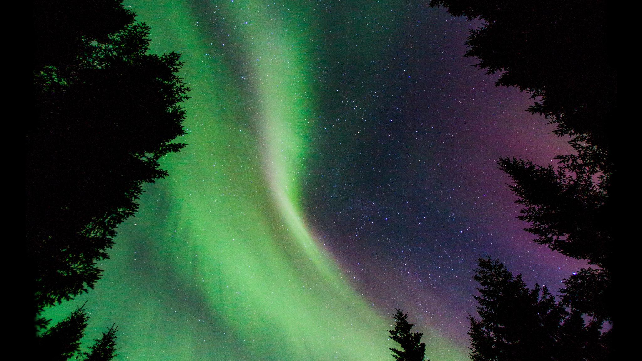 Northern lights in the woods