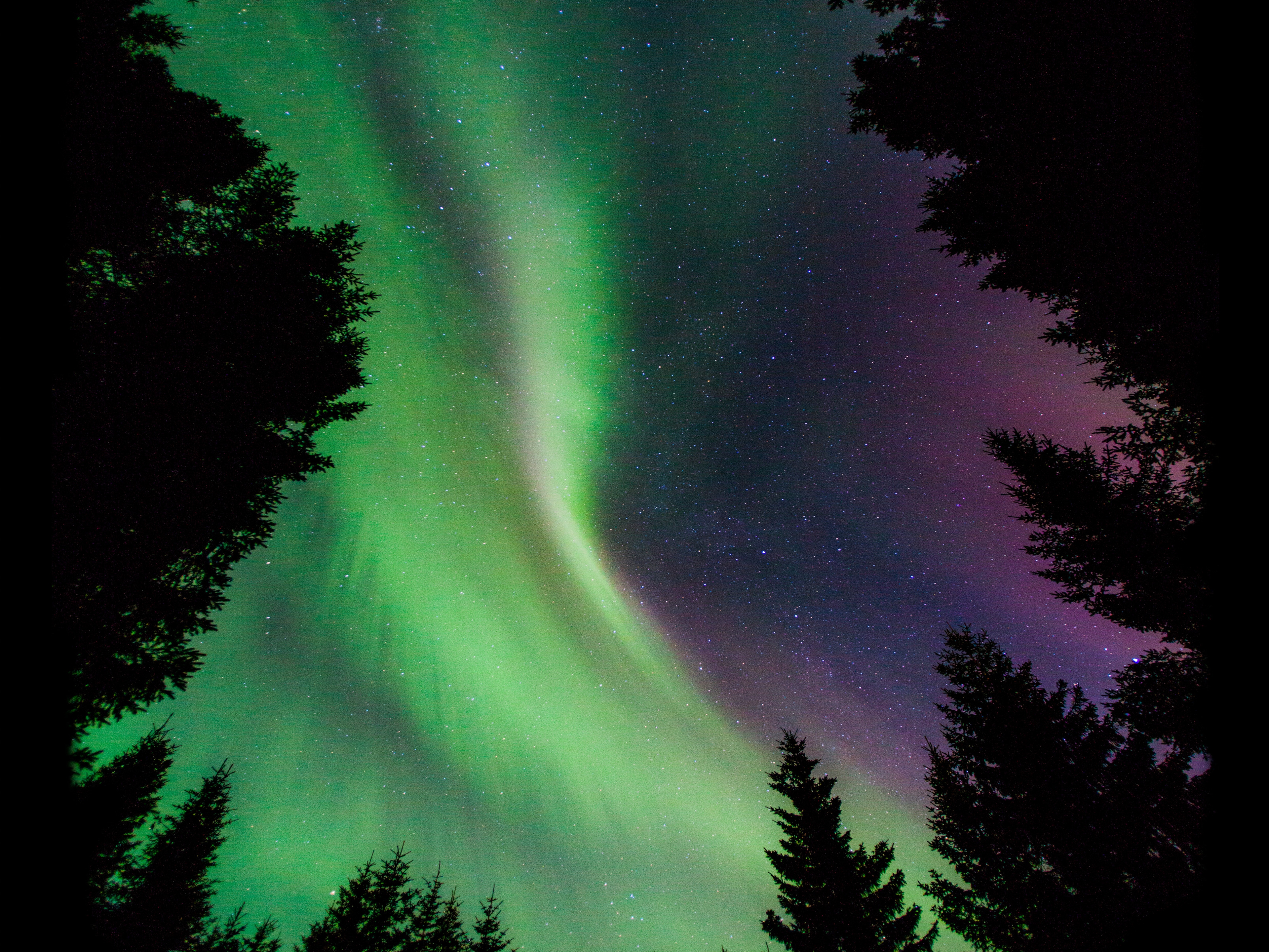 Northern lights in the woods