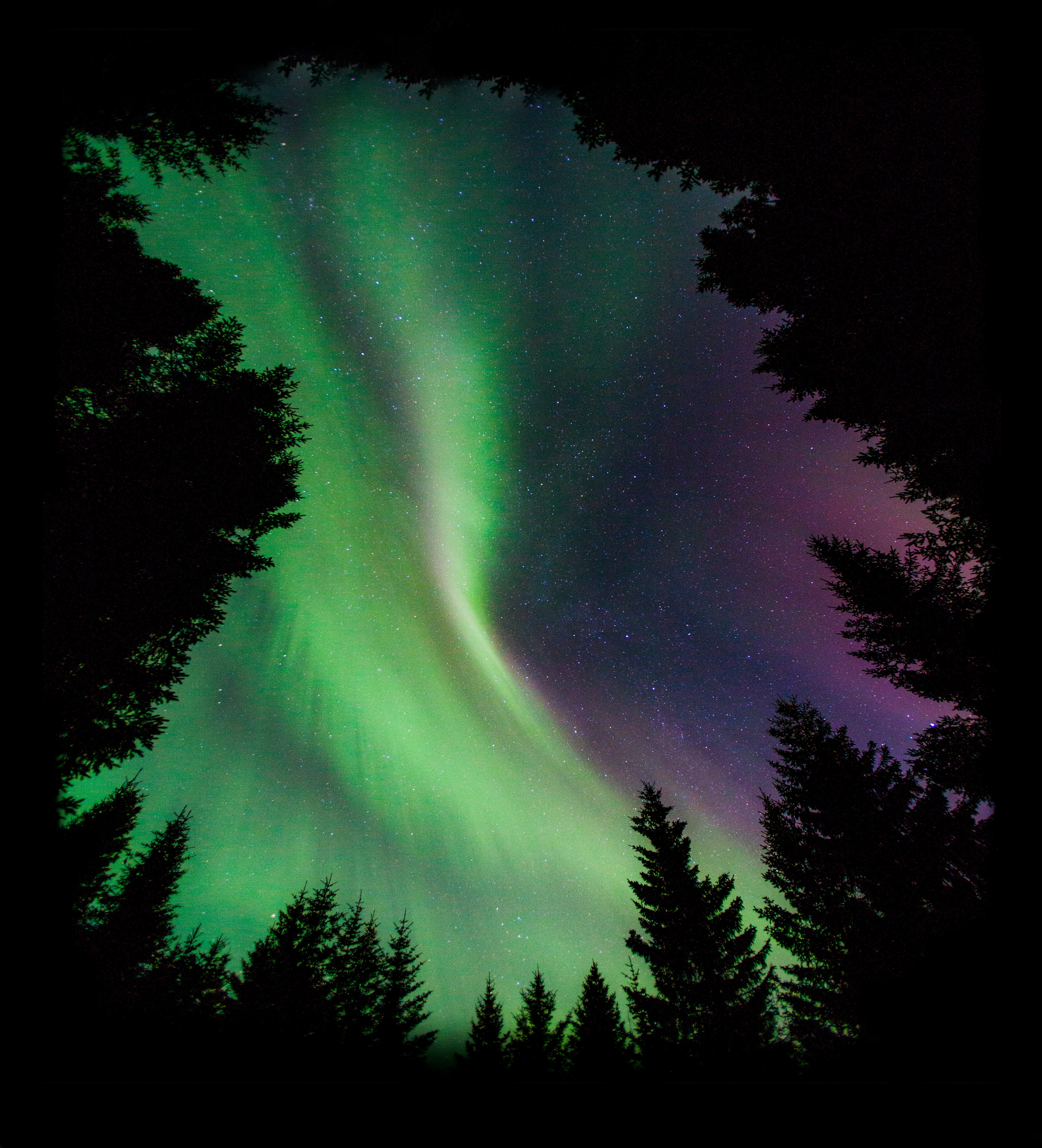 Northern lights in the woods