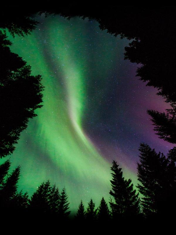 Northern lights in the woods