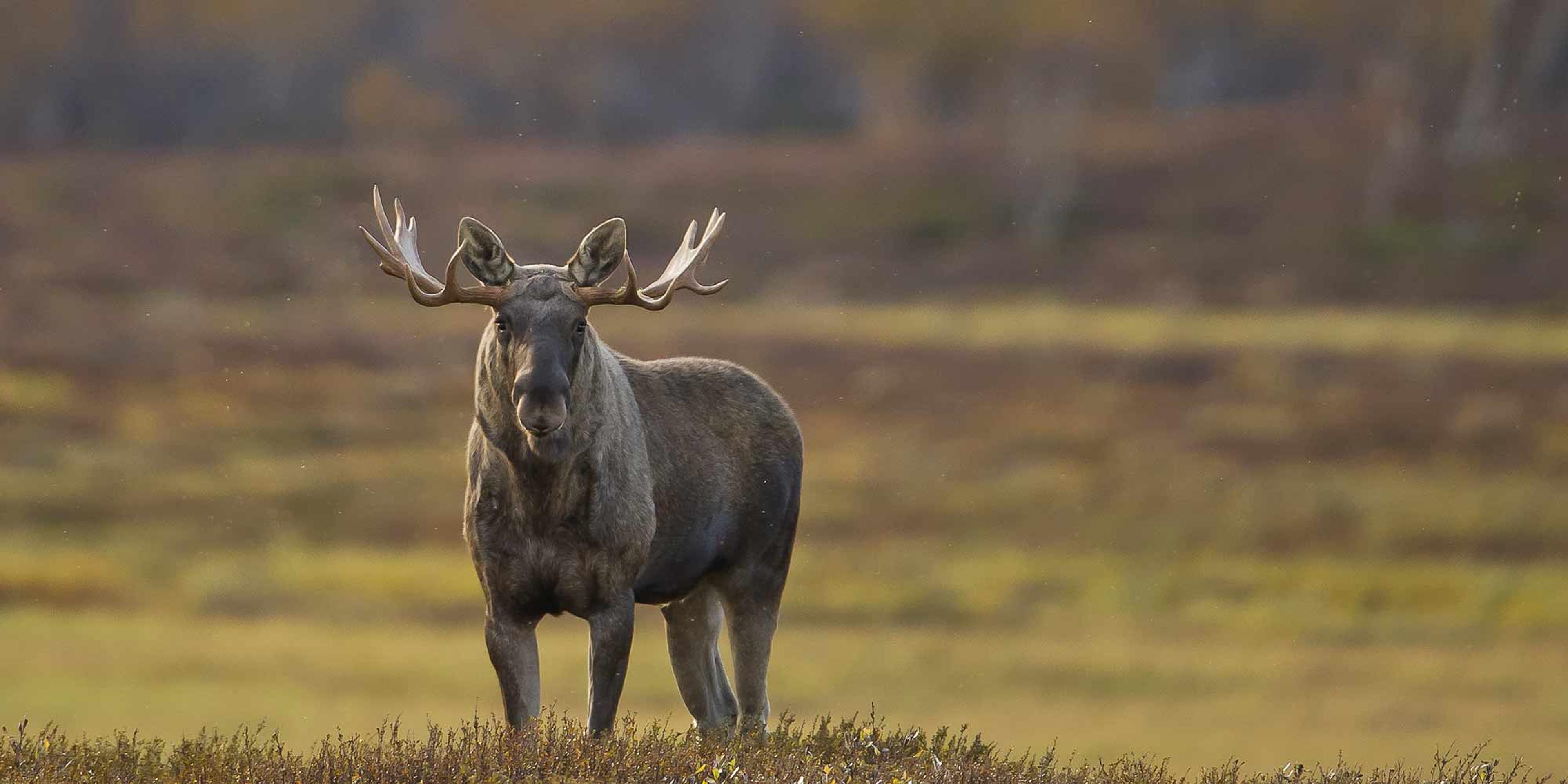 A moose ox in Rondane, Eastern Norway